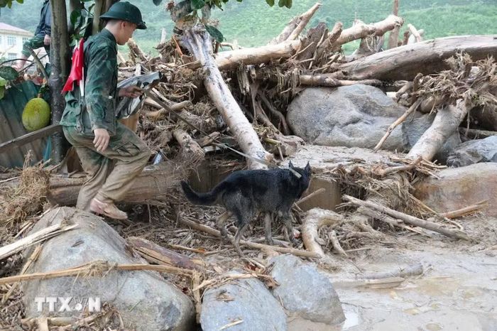 Bộ Chỉ huy quân sự tỉnh Lai Châu huy động chó nghiệp vụ đến hiện trường tìm kiếm nạn nhân. (Ảnh: Nguyễn Oanh/TTXVN)