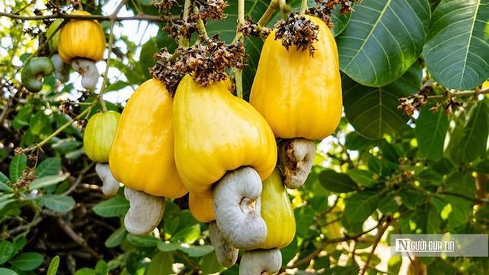 Dù là trung tâm chế biến điều hàng đầu thế giới, ngành điều Việt Nam vẫn chủ yếu xuất khẩu nhân điều sơ chế và chưa nắm giữ phần giá trị cao trong chuỗi cung ứng.