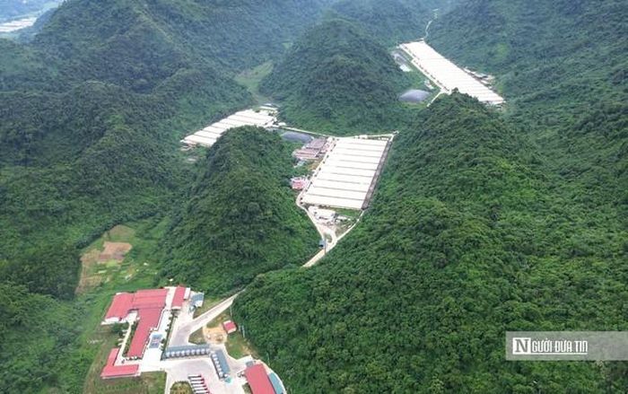 Trại lợn của Công ty TNHH DABACO Thanh Hóa - nơi xảy ra vụ tai nạn khiến 5 người tử vong.