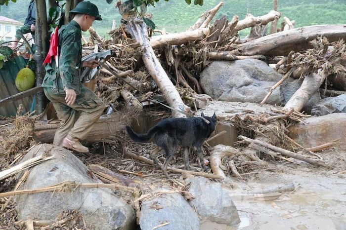 Bộ Chỉ huy quân sự tỉnh Lai Châu huy động chó nghiệp vụ đến hiện trường tìm kiếm nạn nhân. Ảnh: Nguyễn Oanh-TTXVN