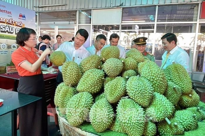 Lễ hội Sầu riêng Đắk Lắk năm 2026 với chủ đề "Sầu riêng Đắk Lắk - Kết nối vươn xa" sẽ diễn ra từ ngày 15/8 đến 2/9/2026. Ảnh: Thanh Liêm - TTXVN