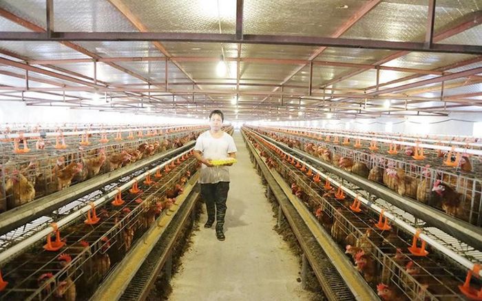 Một trang trại chăn nuôi gà ở Hà Nội