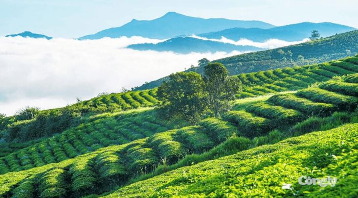 Không gian chè, cà phê góp phần đa dạng hóa trải nghiệm của du khách.