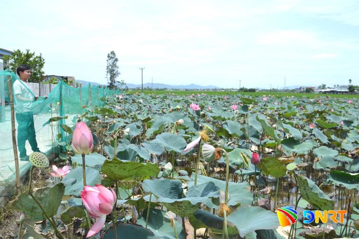 Người dân thôn Kế Xuyên chuyển đổi diện tích trồng lúa kém hiệu quả sang trồng sen. Ảnh: KHẢI KHIÊM