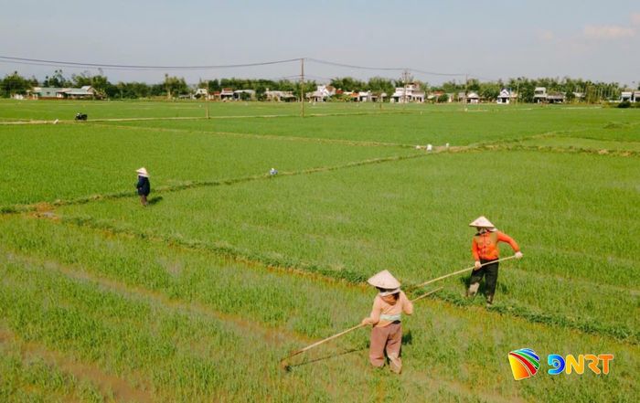 Nông dân thôn Kế Xuyên (xã Thăng Điền) canh tác lúa vụ hè thu năm 2026. Ảnh: GIANG BIÊN
