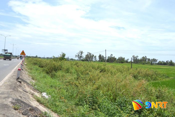 Diện tích đất ruộng ven quốc lộ 1 (đoạn qua thôn Bình An) bị bỏ hoang cho cây mai dương, cây lác mọc. Ảnh: CÔNG TÚ