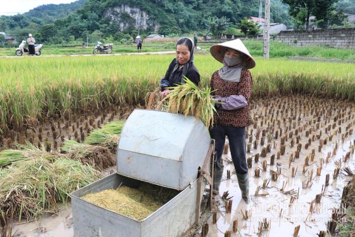 Người dân xã Khánh Khê thu hoạch lúa vụ xuân