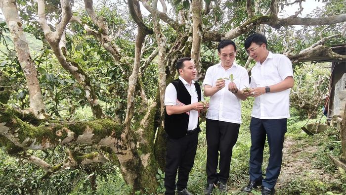 PGS.TS Bùi Văn Huyền khảo sát thực tế tại vùng trồng chè Shan tuyết hàng trăm năm tuổi xã Phình Hồ.