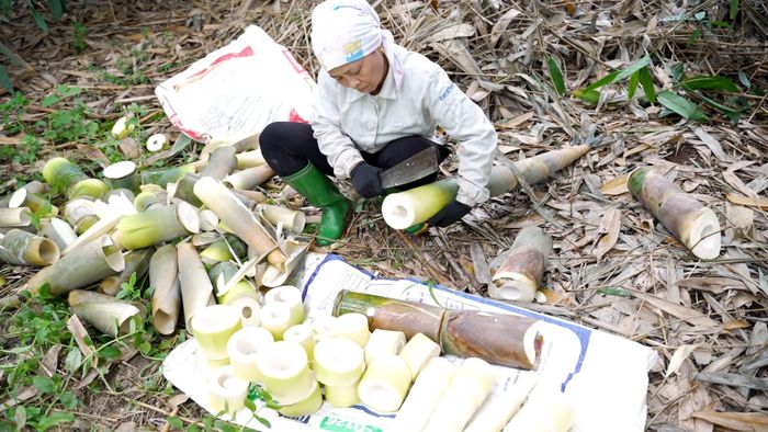 Người dân thu hoạch măng tre Bát độ trong vụ chính, mang lại nguồn thu nhập ổn định.