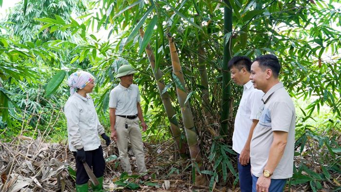 Vùng tre Bát độ gần 2.000 ha tạo nên vùng nguyên liệu tập trung của xã Hưng Khánh.