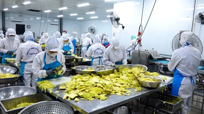 Măng tre Bát độ được chế biến, đóng gói, góp phần nâng cao giá trị sản phẩm và mở rộng thị trường tiêu thụ.