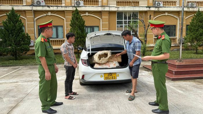 Công an xã Văn Bàn đưa gỗ pơ mu cùng phương tiện vận chuyển về trụ sở để xác minh, làm rõ nguồn gốc.
