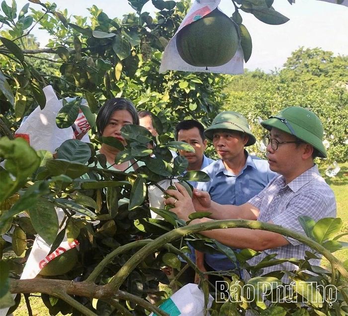 Cán bộ kỹ thuật Trung tâm Khuyến nông tỉnh hướng dẫn người dân đưa tiến bộ khoa học công nghệ vào mô hình sản xuất, nâng cao chất lượng quả bưởi Đoan Hùng tại xã Bằng Luân.
