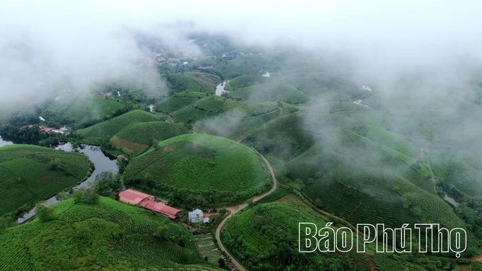 Đồi chè Long Cốc, thế mạnh để phát triển kinh tế sinh thái đa giá trị của địa phương.