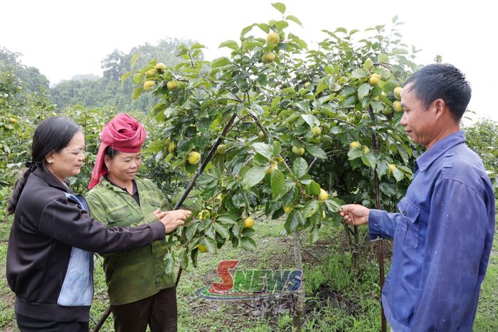 Mô hình trồng hồng giòn của nhân dân bản Nong Tầu.