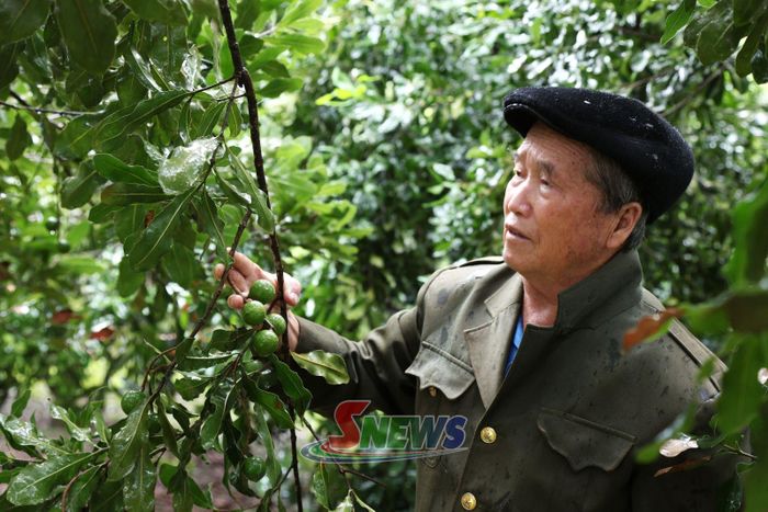 Mô hình trồng mắc ca của đảng viên Mùa A Chu, bản Lọng Hỏm cho hiệu quả kinh tế.