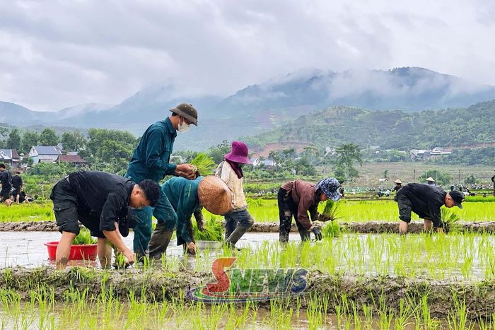 Cán bộ, chiến sĩ Tiểu đoàn 2, Trung đoàn CSCĐ số 2, Bộ Tư lệnh CSCĐ, Bộ Công an giúp nhân dân xã Mường Hung cấy lúa.