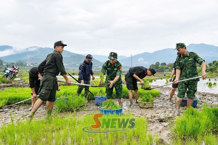 Cán bộ chiến sĩ Tiểu đoàn 2, Trung đoàn CSCĐ số 2, Bộ Tư lệnh CSCĐ giúp nhân dân xã Mường Hung vận chuyển mạ, cấy lúa.