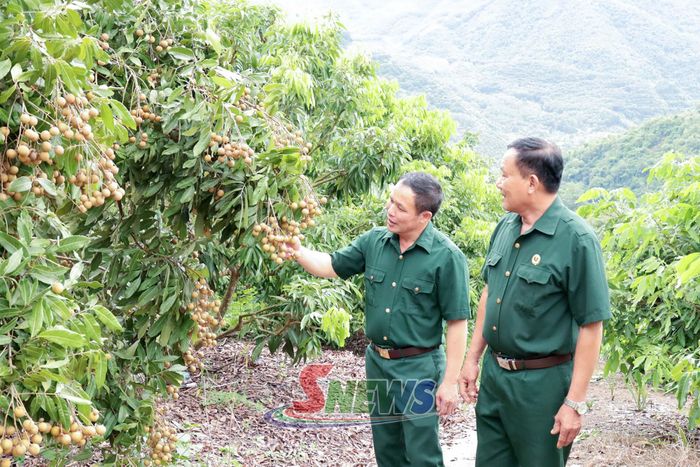 Hội viên CCB xã Mường Bú chia sẻ kinh nghiệm chăm sóc vườn nhãn.
