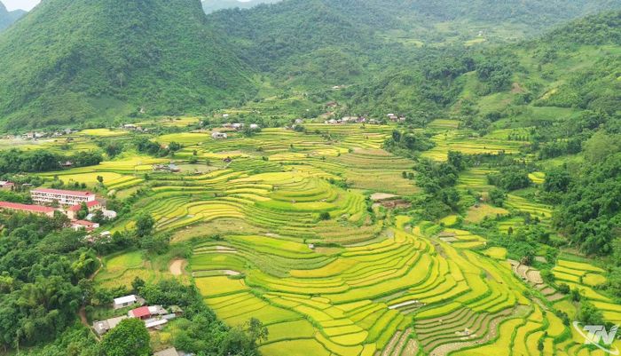 Cánh đồng lúa chín đẹp như tranh vẽ thuộc xã Đồng Phúc.
