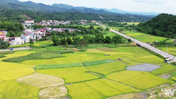 Cánh đồng lúa chín gần khu vực trung tâm xã Phủ Thông đan xen với những mái nhà xây, con đường nhựa trải dài thẳng tắp, tạo nên khung cảnh thanh bình.