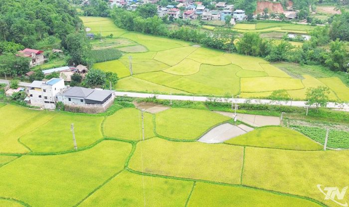 Cánh đồng lúa thôn Đông Viên, xã Bạch Thông.