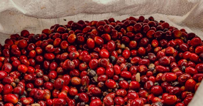 Giá cà phê tăng ở các vùng trồng tại Tây Nguyên.