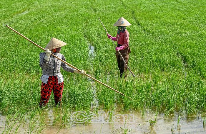 Thời tiết thuận lợi, các trà lúa đang sinh trưởng tốt, bà con nông dân kỳ vọng vụ mùa thắng lợi.