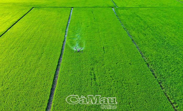 Sản xuất nông nghiệp tại Cà Mau ngày càng hiện đại, khi nông dân sử dụng máy móc, thiết bị thông minh vào quá trình chăm sóc trà lúa, vừa giảm chi phí, công sức lao động vừa nâng cao hiệu quả canh tác.