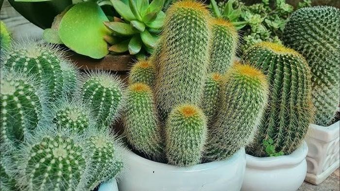 Xương rồng thường được xem là biểu tượng của sự mạnh mẽ, kiên cường vì có thể sống trong điều kiện khắc nghiệt. Ảnh minh họa.