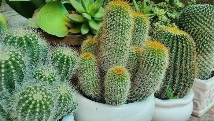 Xương rồng nổi bật với sức sống bền bỉ, ít tốn công chăm sóc. Ảnh minh họa