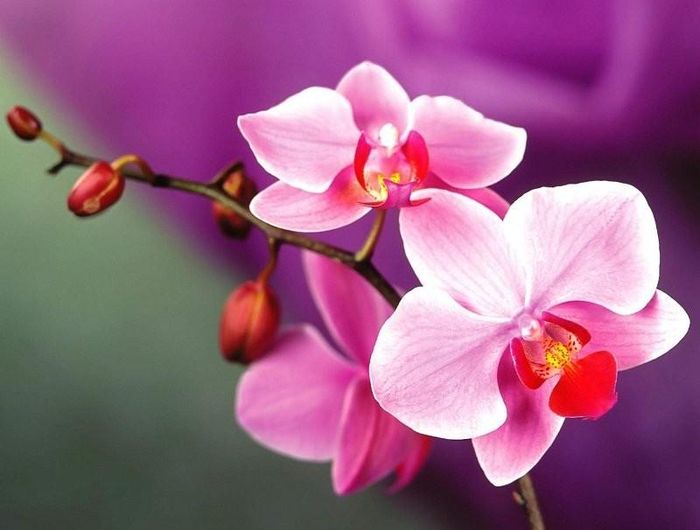 Hoa lan – Biểu tượng của sự giàu sang, sung túc. Ảnh minh họa