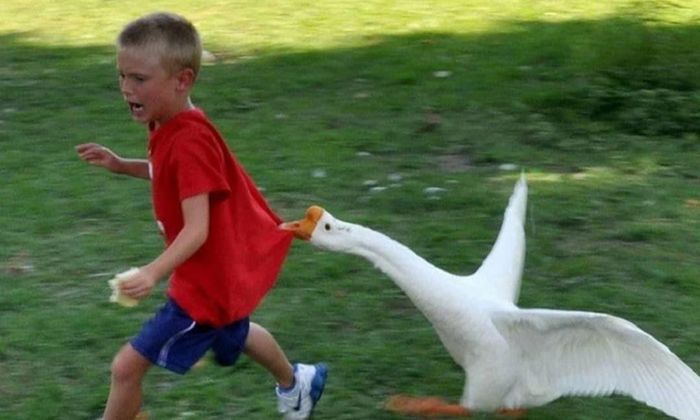 Không khó để bắt gặp cảnh những đứa trẻ hoảng hốt vừa chạy vừa khóc khi bị ngỗng rượt đuổi. Ảnh minh họa.