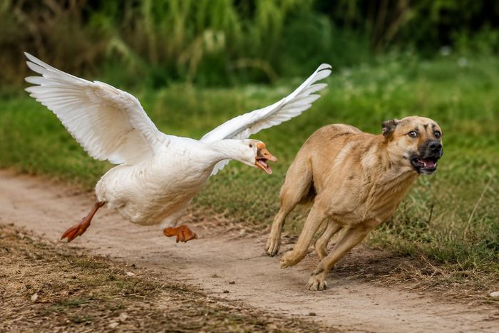 Ngỗng nổi tiếng với tập tính bảo vệ lãnh thổ rất cao. Ảnh minh họa.