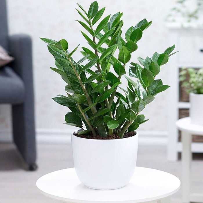 Nhựa cây kim tiền gây kích ứng. Ảnh minh họa