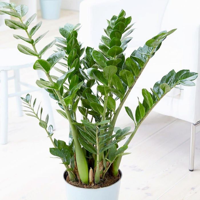Cây kim tiền từ lâu được xem là một trong những loại cây phong thủy tượng trưng cho tài lộc, thịnh vượng. Ảnh minh họa