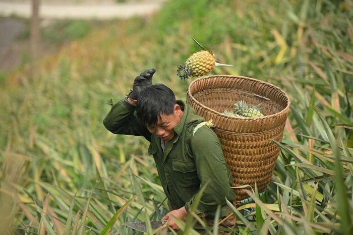 Cây dứa đang mang lại thu nhập ổn định cho người dân xã Na Sang