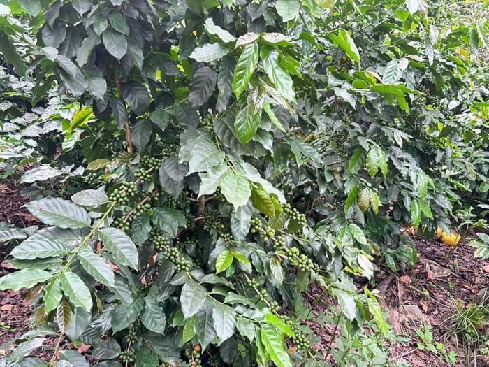 Ngoài cây dứa, xã Na Sang cũng lựa chọn cây cà phê và mắc ca làm bộ ba cây trồng chủ lực để thay thế dần các loại cây lương thực kém hiệu quả.
