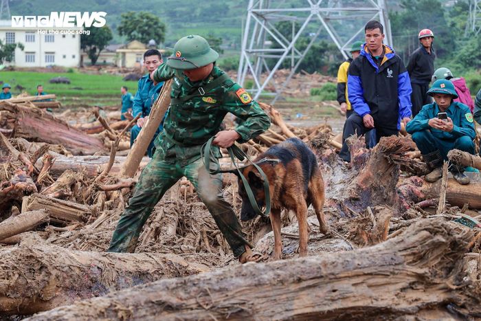 Chó nghiệp vụ được huy động để hỗ trợ tìm kiếm các nạn nhân còn mất tích sau lũ quét ở Lai Châu. (Ảnh: Minh Đức)