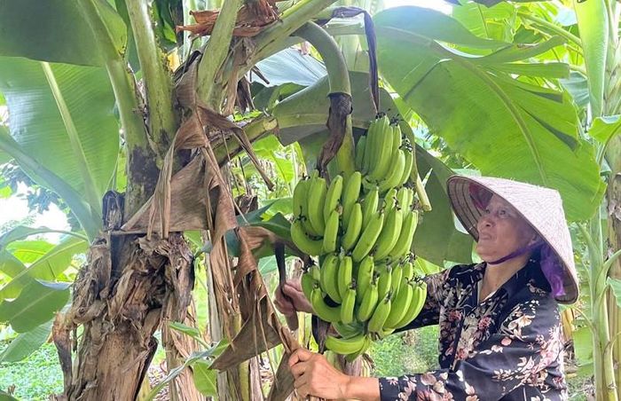 Năm 2026, sản lượng chuối trên địa bàn xã Phú Xuyên ước đạt khoảng 4.132 tấn. Ảnh: PV