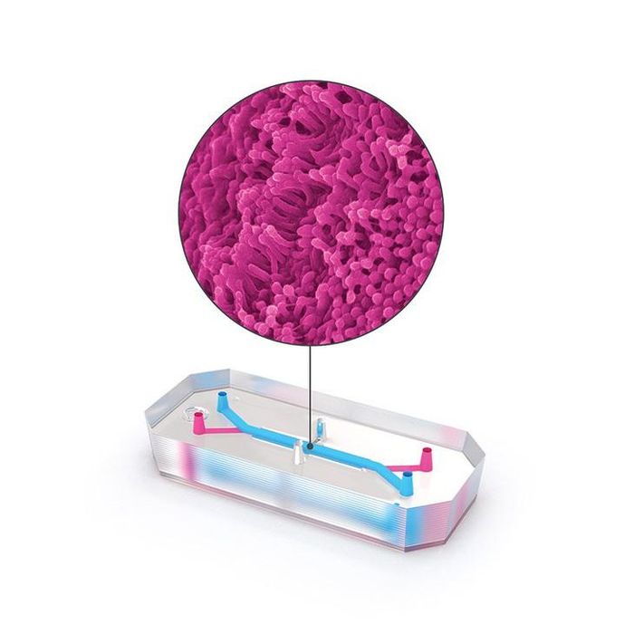 Hình mô phỏng thiết bị Colon Chip tái tạo môi trường ruột người. Hình minh họa: Emulate Bio