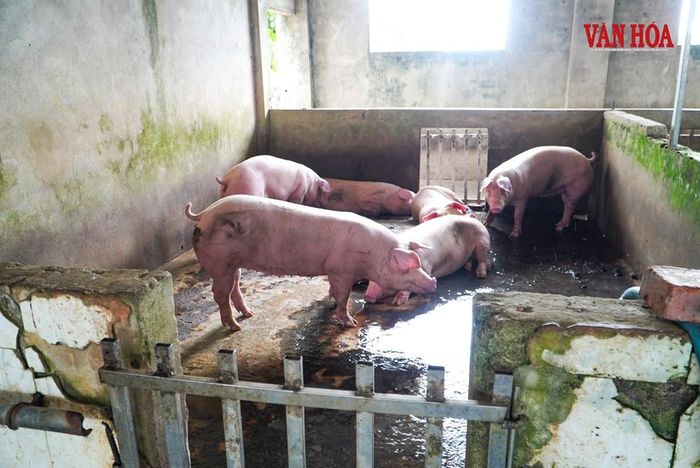 Dù không đạt tiêu chuẩn nhưng yêu cầu thực tiễn vẫn phải "mắt nhắm, mắt mở" duy trì hoạt động các cơ sở giết mổ