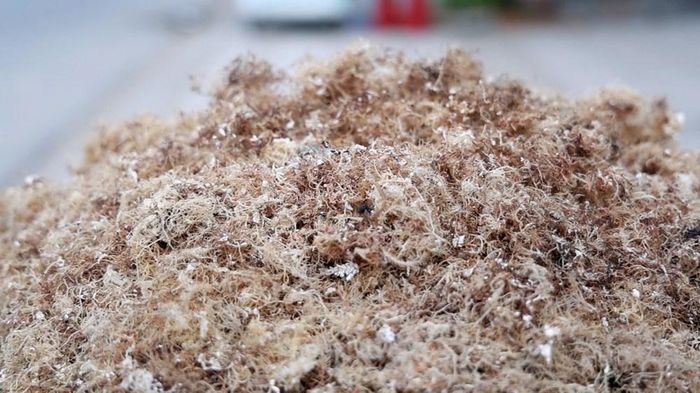 Rong biển là nguyên liệu chính để nấu món xu xoa đặc sản Quảng Ngãi