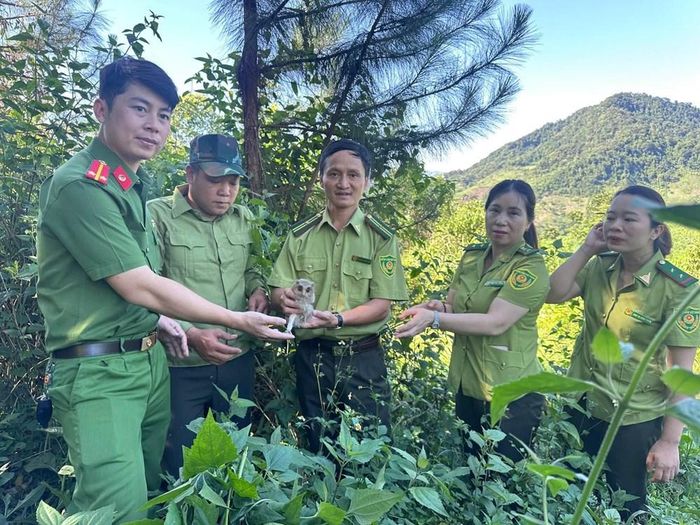 Lực lượng chức năng đã thả cá thể cú mèo về môi trường tự nhiên