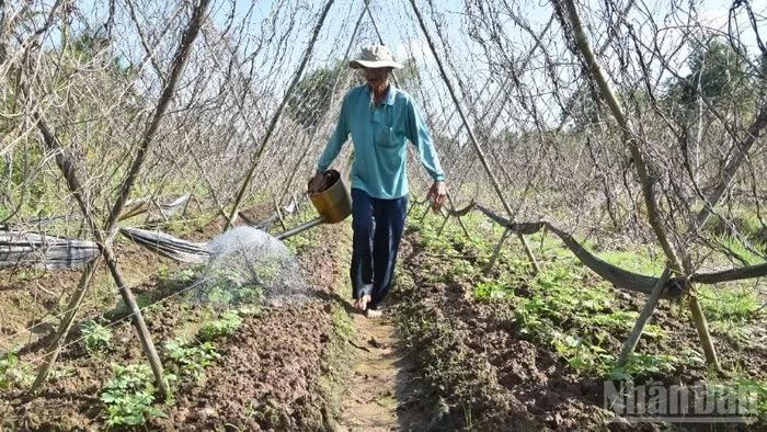 Nông dân xã Long Hưng (tỉnh Đồng Tháp) chăm sóc cho rau màu phục hồi sau khi thiệt hại bất thường.