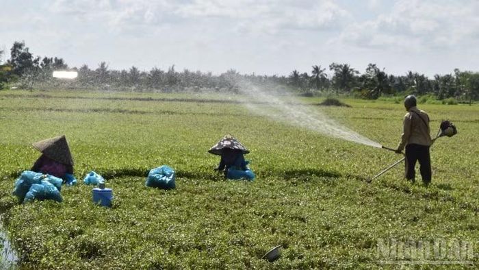 Nông dân xã Long Hưng (tỉnh Đồng Tháp) vệ sinh đồng ruộng chuẩn bị cho vụ mùa mới.