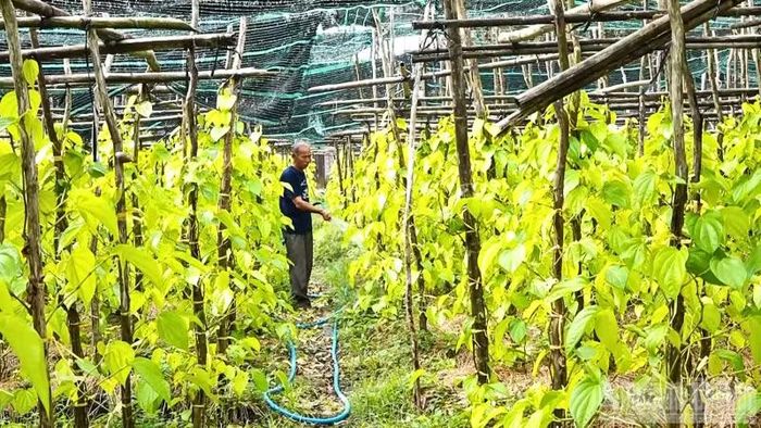 Tại hợp tác xã Trầu Vàng, việc liên kết sản xuất đã giúp người dân ổn định đầu ra.