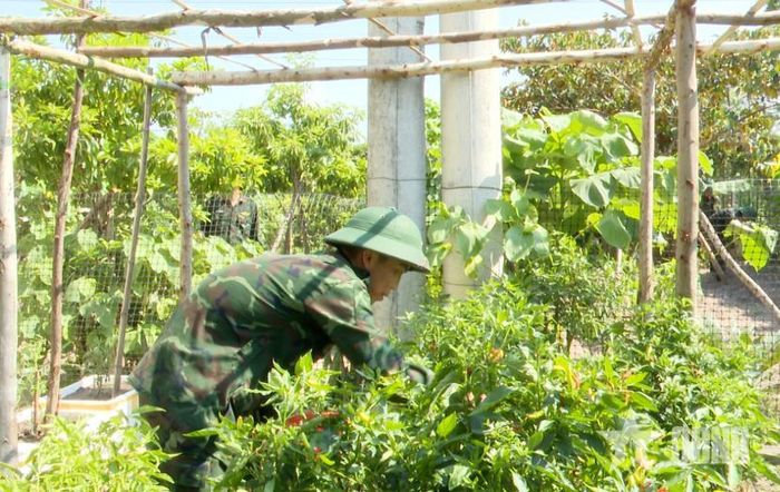 Bộ đội Trung đoàn 266, Sư đoàn 341, Quân khu 4 chăm sóc vườn rau xanh.