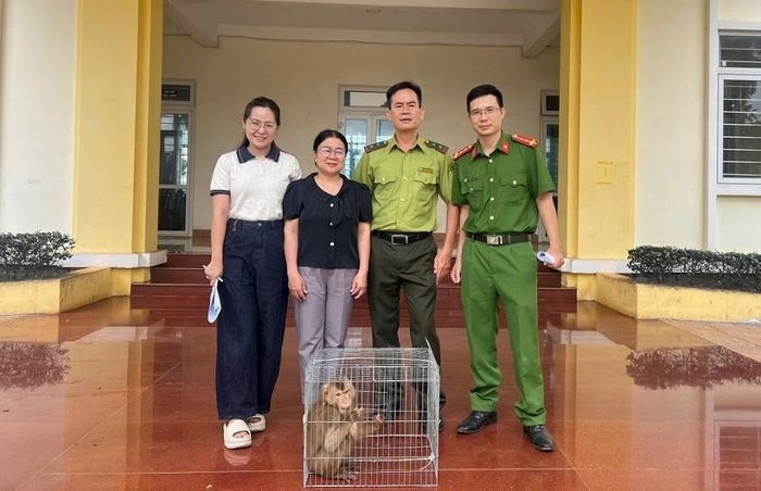 Cá thể khỉ vàng được thả về môi trường tự nhiên.