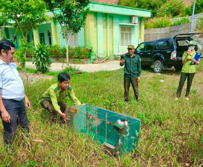 Lực lượng chức năng thả chim chào mào.